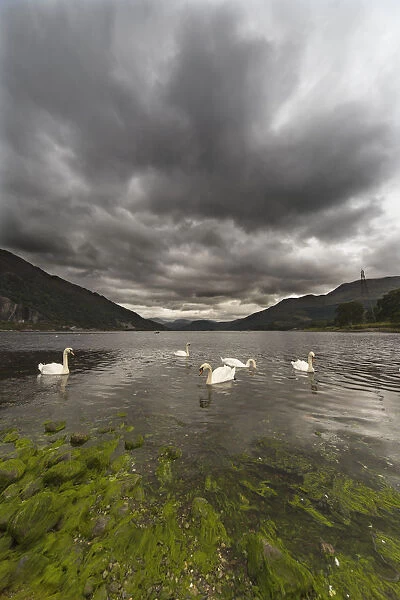 Swans swimming in the water of loch etive; Bonawe argyle and bute scotland
