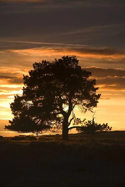 Tree At Sunset, North Yorkshire, England