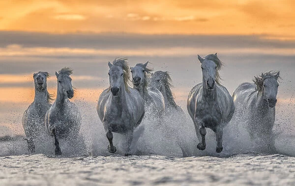 White horses of Camargue running out of the water, France