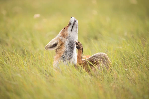 aaoung Red Fox (Vulpes vulpes) scratching its neck, Amsterdamse Waterleidingduinen