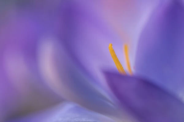 Abstract close up of a flowering Crocus