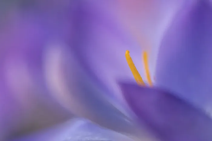Framed Print : Abstract close up of a flowering Crocus Framed Print : Abstract close up of a flowering Crocus