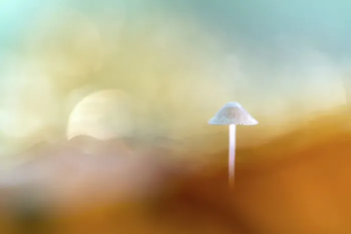 Framed Print : Abstract, dreamy shot of a Mycena sp. Mushroom in a mountain-like landscape, Leijduin, Noord-Holland, The Netherlands Framed Print : Abstract, dreamy shot of a Mycena sp. Mushroom in a mountain-like landscape, Leijduin, Noord-Holland, The Netherlands