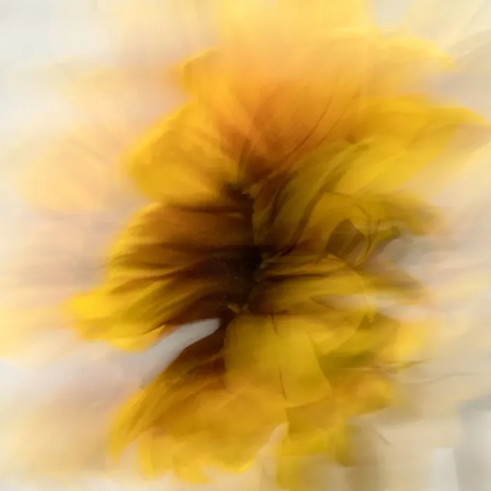 Framed Print : Abstract image of sunflower Framed Print : Abstract image of sunflower