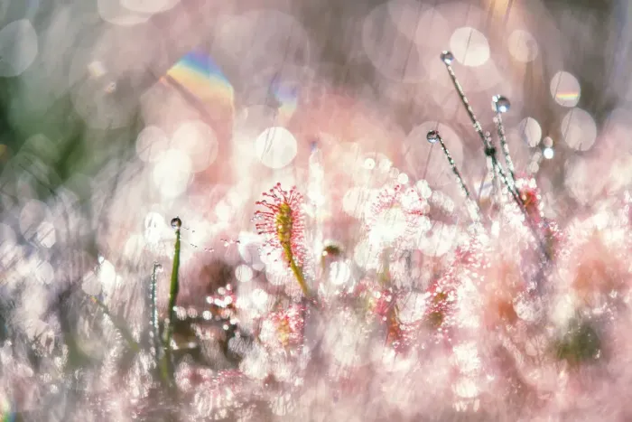 Framed Print : Abstract impression of Oblong-leafed sundew covered in morning dew, Beegderheide, Beegden, Limburg, The Netherlands Framed Print : Abstract impression of Oblong-leafed sundew covered in morning dew, Beegderheide, Beegden, Limburg, The Netherlands