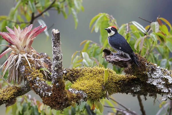 Acorn Woodpecker (Melanerpes formicivorus) male, Costa Rica