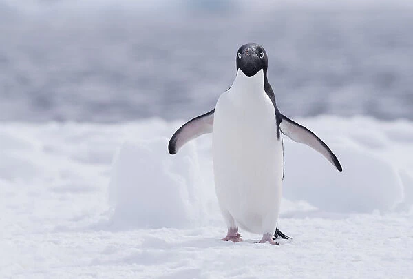 Adelie Penguin (Pygoscelis adeliae) standing with spread wings, Paulet Island, Antarctica