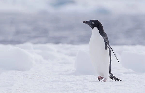 Adelie Penguin (Pygoscelis adeliae) walking on Paulet Island, Antarctica