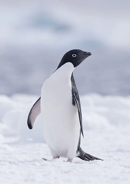 Adelie Penguin (Pygoscelis adeliae) standing on Paulet Island, Antarctica