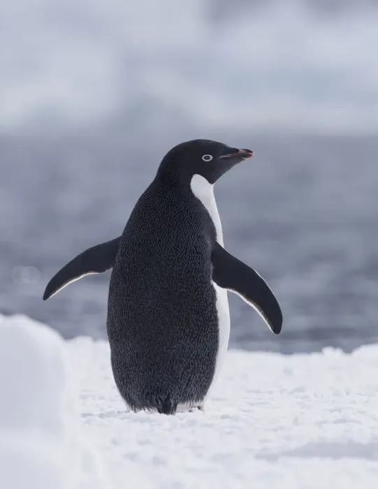 Framed Print : Adelie Penguin (Pygoscelis adeliae), Paulet Island, Antarctica Framed Print : Adelie Penguin (Pygoscelis adeliae), Paulet Island, Antarctica
