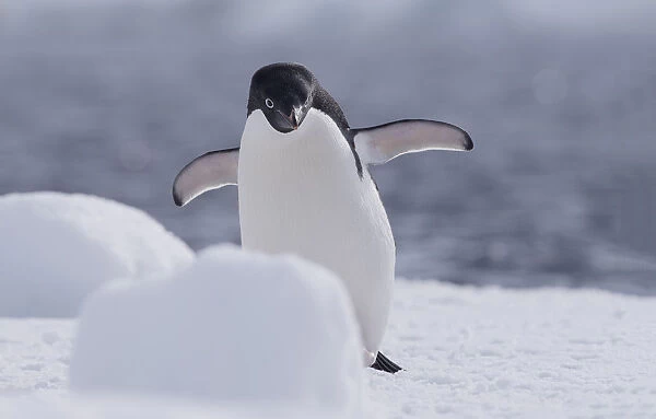 Adelie Penguin (Pygoscelis adeliae) spreading its wings, Paulet Island, Antarctica