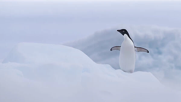 Adelie Penguin (Pygoscelis adeliae) spreading its wings, Paulet Island, Antarctica