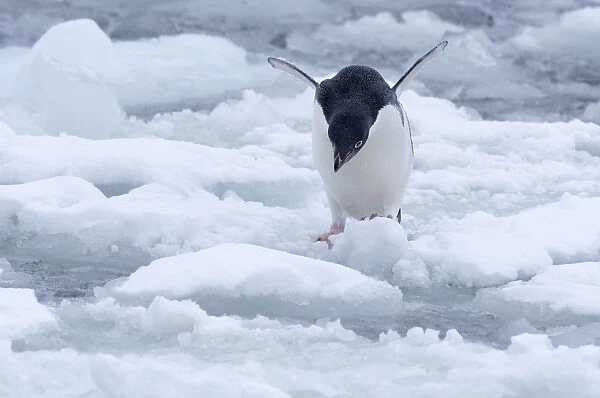 Adelie Penguin (Pygoscelis adeliae) looking for a safe spot to dive in near Esperanza Base
