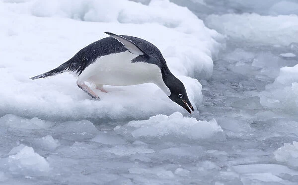 Adelie Penguin (Pygoscelis adeliae) ready to glide into the water near Esperanza Base
