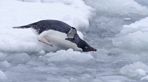 Adelie Penguin (Pygoscelis adeliae) gliding into the water, Esperanza Base, Antarctica