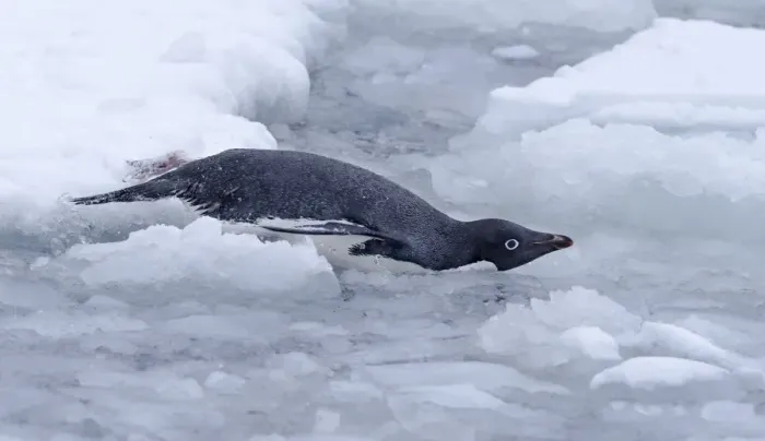 Framed Print : Adelie Penguin (Pygoscelis adeliae) carefully glides into the sea at Esperanza research station Framed Print : Adelie Penguin (Pygoscelis adeliae) carefully glides into the sea at Esperanza research station