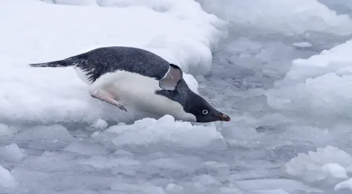 Framed Print : Adelie Penguin (Pygoscelis adeliae) gliding into the water, Esperanza Base, Antarctica Framed Print : Adelie Penguin (Pygoscelis adeliae) gliding into the water, Esperanza Base, Antarctica
