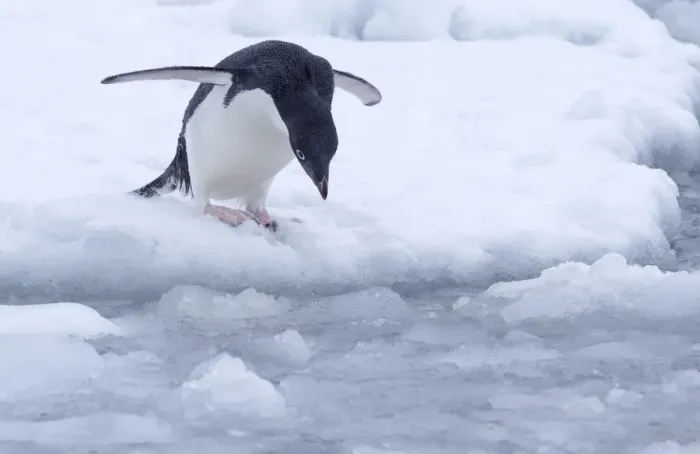 Framed Print : Adelie Penguin (Pygoscelis adeliae) looking for a safe spot to dive in near Esperanza Base Framed Print : Adelie Penguin (Pygoscelis adeliae) looking for a safe spot to dive in near Esperanza Base