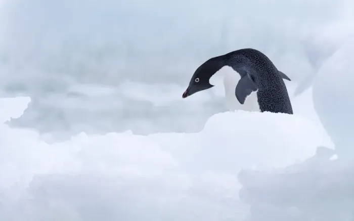 Framed Print : Adelie Penguin (Pygoscelis adeliae) walking, Paulet Island, Antarctica Framed Print : Adelie Penguin (Pygoscelis adeliae) walking, Paulet Island, Antarctica