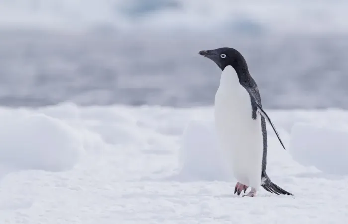 Framed Print : Adelie Penguin (Pygoscelis adeliae) walking on Paulet Island, Antarctica Framed Print : Adelie Penguin (Pygoscelis adeliae) walking on Paulet Island, Antarctica