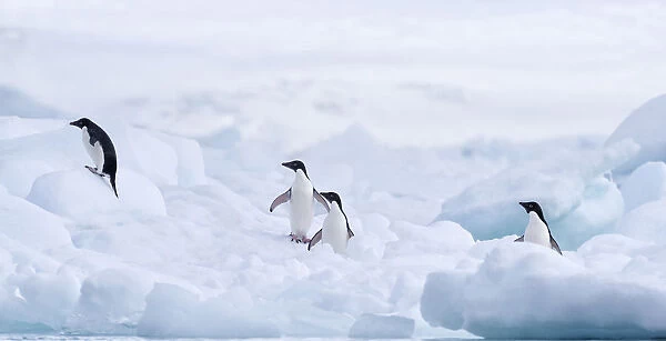 Four Adelie Penguins (Pygoscelis adeliae) on Paulet Island, Antarctica