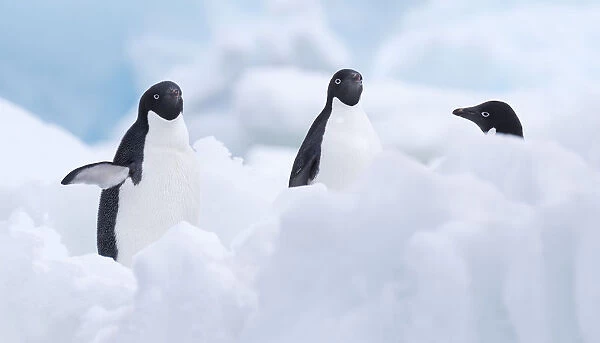 Three Adelie Penguins (Pygoscelis adeliae), Paulet Island, Antarctica