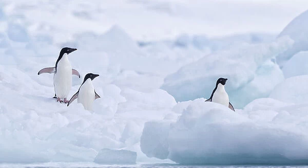 Three Adelie Penguins (Pygoscelis adeliae) standing on Paulet Island, Antarctica