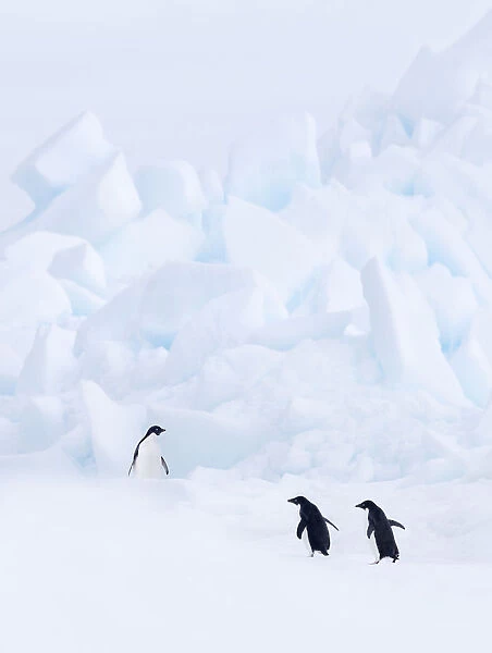 Three Adelie Penguins (Pygoscelis adeliae) on Paulet Island, Antarctica