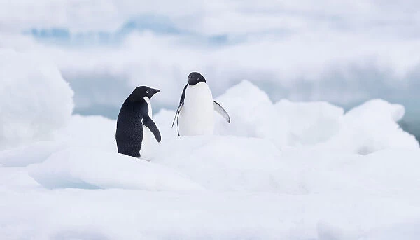 Two Adelie Penguins (Pygoscelis adeliae) standing on Paulet Island, Antarctica, Paulet Island