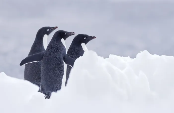 Framed Print : Three Adelie Penguins (Pygoscelis adeliae) on Paulet Island, Antarctica