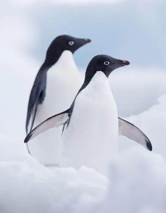 Framed Print : Two Adelie Penguins (Pygoscelis adeliae) standing on Paulet Island, Antarctica, Paulet Island