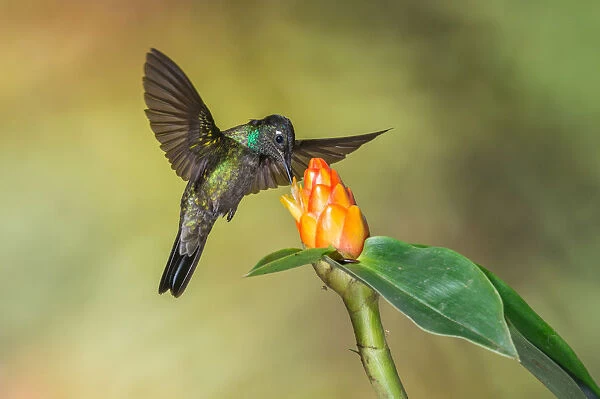 Admirable Hummingbird (Eugenes spectabilis), Costa Rica