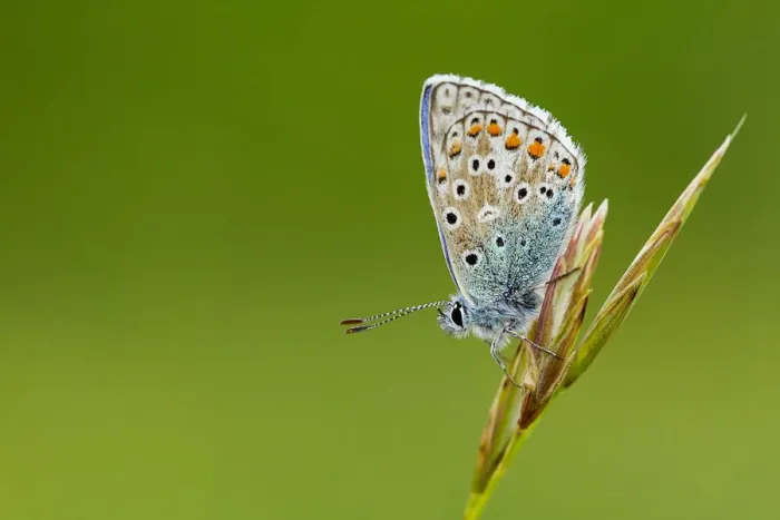 Framed Print : Adonis Blue on grass stem at dusk, Dorset, England Framed Print : Adonis Blue on grass stem at dusk, Dorset, England