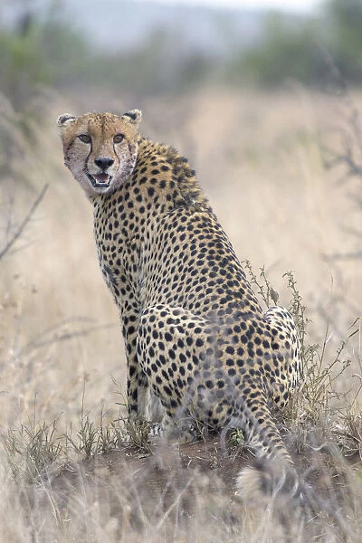 Adult cheetah (Acinonyx jubatus) in grassland, South Africa, Limpopo