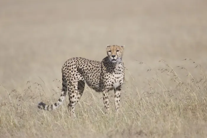 Framed Print : Adult male Cheetah (Acinonyx jubatus) looking for prey on an open grassy plain Framed Print : Adult male Cheetah (Acinonyx jubatus) looking for prey on an open grassy plain