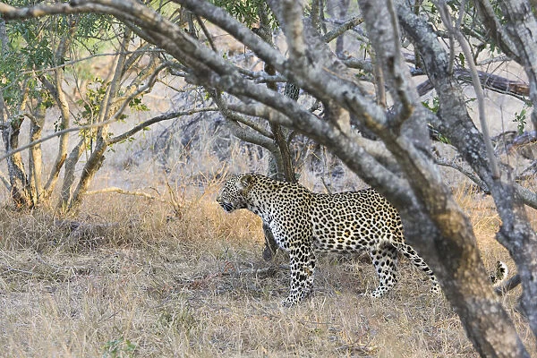 Adult male Leopard (Panthera pardus) standing on the savanna between trees