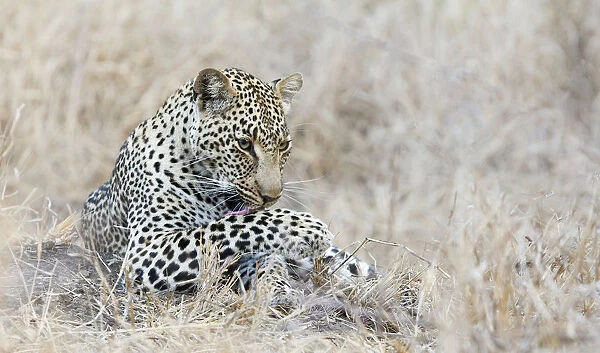 Adult male Leopard (Panthera pardus) grooming, Sabi Sands Private Game Reserve