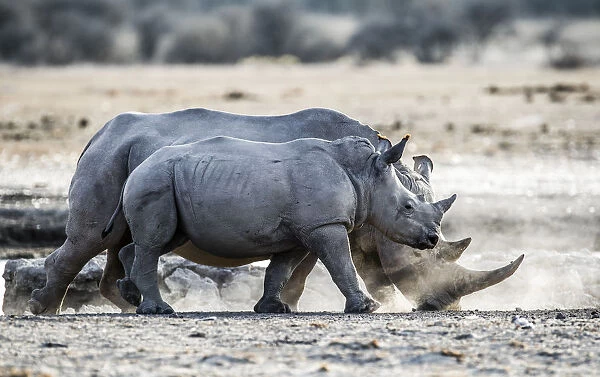 Adult and sub-adult White Rhinoceros (Ceratotherium simum) walking through dust, Botswana