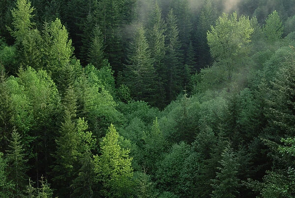 Aerial view of conifer forest along lower slopes of Mt Saint Helens, Washington