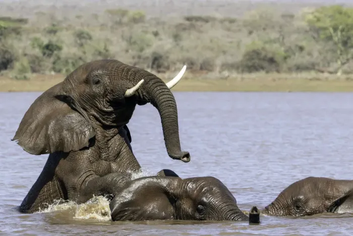 Framed Print : African bush elephant (Loxodonta africana) playing in the water, Mpumalanga, South-Africa Framed Print : African bush elephant (Loxodonta africana) playing in the water, Mpumalanga, South-Africa