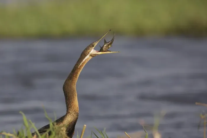Framed Print : African Darter (Anhinga rufa) with captured fish prey, Chobe, Botswana Framed Print : African Darter (Anhinga rufa) with captured fish prey, Chobe, Botswana