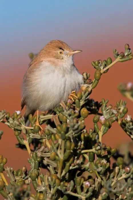 Framed Print : African Desert Warbler (Sylvia deserti), Morocco Framed Print : African Desert Warbler (Sylvia deserti), Morocco