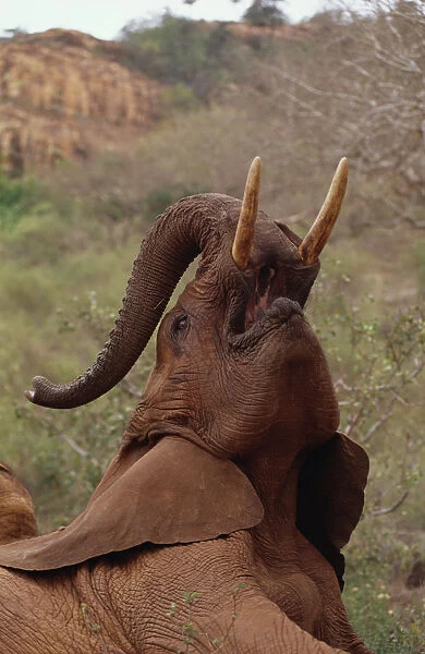 African Elephant (Loxodonta africana) orphan called Imenti, trumpeting, David Sheldrick