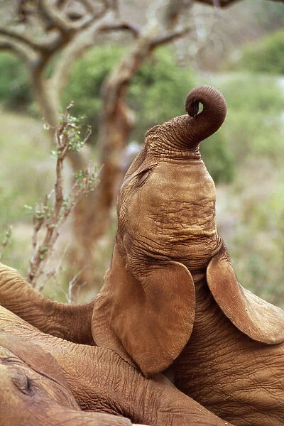 African Elephant (Loxodonta africana) baby female orphan called Edie, trumpeting