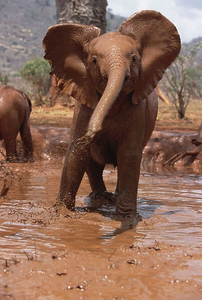 African Elephant (Loxodonta africana) orphan Natumi, squirting mud in mud bath, David