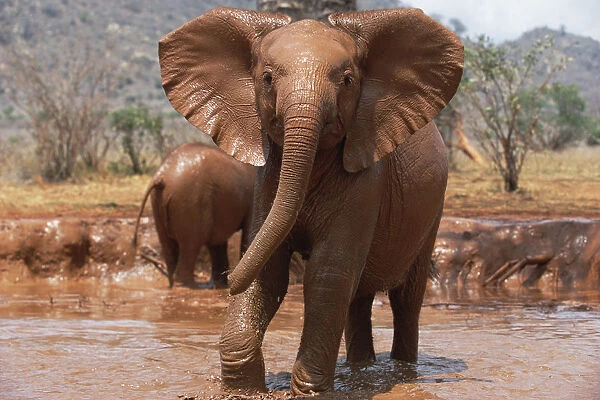 African Elephant (Loxodonta africana) ten to twelve months old orphan Natumi, charging