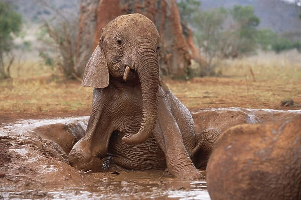 African Elephant (Loxodonta africana) orphan on knees in mud bath, David Sheldrick Wildlife Trust
