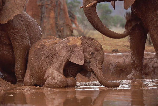 African Elephant (Loxodonta africana) orphan called Nyiro, stranded in mud bath, David