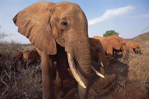 African Elephant (Loxodonta africana) orphan called Dika browsing in scrub, David