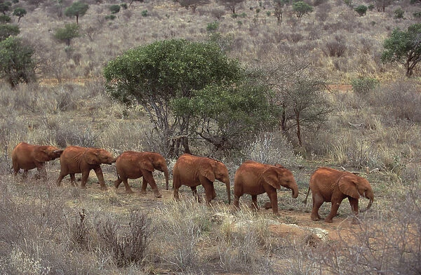 African Elephant (Loxodonta africana) Natumi leading young orphans walking in a line to stockade